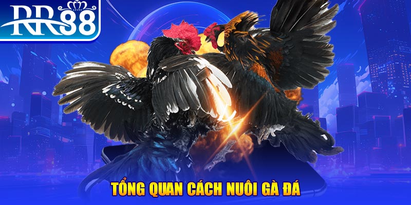 8ok xổ số thứ ba
