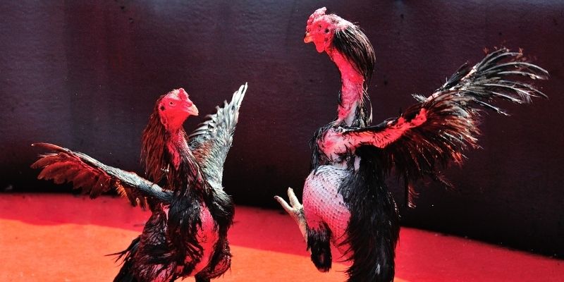 8ok bắn cá đổi thưởng