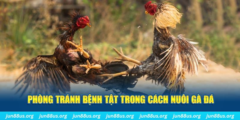 8ok natural” trong baccarat nghĩa là gì？