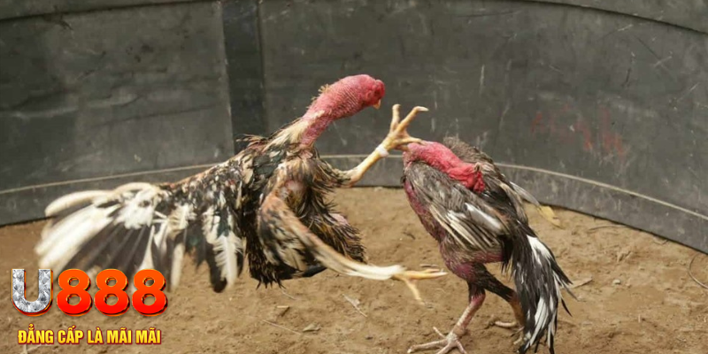 8ok xổ số hà nội hôm nay